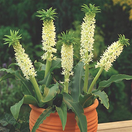 Eucomis autumnalis 1