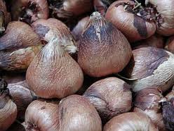 Acidanthera_murielae_cibule