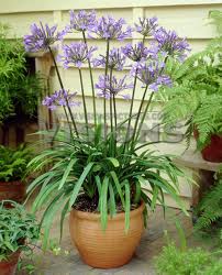 Agapanthus_Dr.Brouwer_1
