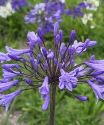 Agapanthus_Dr.Brouwer_2