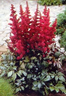 Astilbe_arendsii_Fanal_1