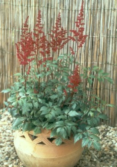 Astilbe_arendsii_Fanal_2