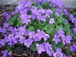 Campanula_portenschlagiana_2