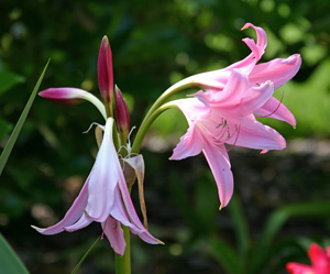 Crinum_powelii1