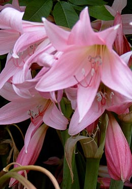 Crinum_powelii_2
