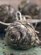 Eucomis_bicolor_cibule