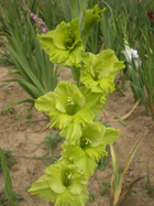 Gladiol_Emerald_Riple_1