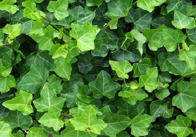 Hedera_helix_1