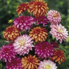 Jiina_Kolekce_Gallery_1