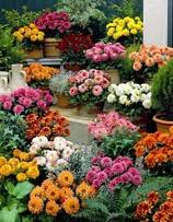 Jiina_Kolekce_Gallery_2