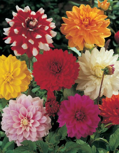 Jiina_Kolekce_dekorativnch