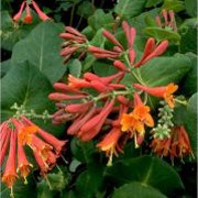 Lonicera_x_brownii_Dropmore_Scarlet_2