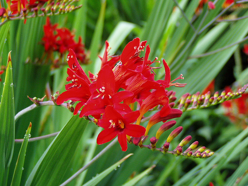 Montbrecie_Lucifer_3