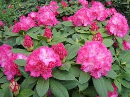 Rhododendron_Germania1
