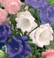 dvouletky_zvonek_campanul