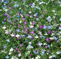 letnicky_balkonove_lobelka_previsla