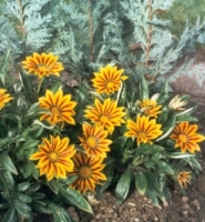letnicky_nizke_gazania_splendens