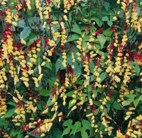 letnicky_pnouci_mina_lobata