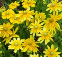 rudbeckia-hirta-‘prairie-sun’-1