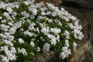 Phlox_douglasii__5012388960ac1.jpg