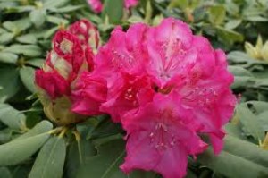 Rhododendron_vel_4e2ebb616eb81.jpg